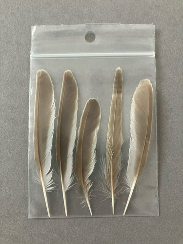 Plume de Rousserolle turdoïde