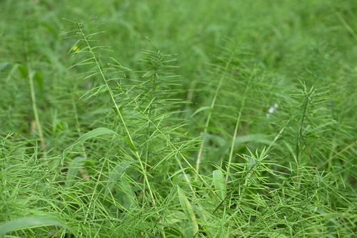 Water Paspalum