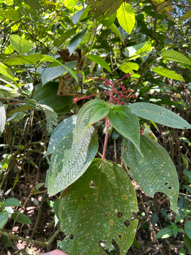 Miconia reversa