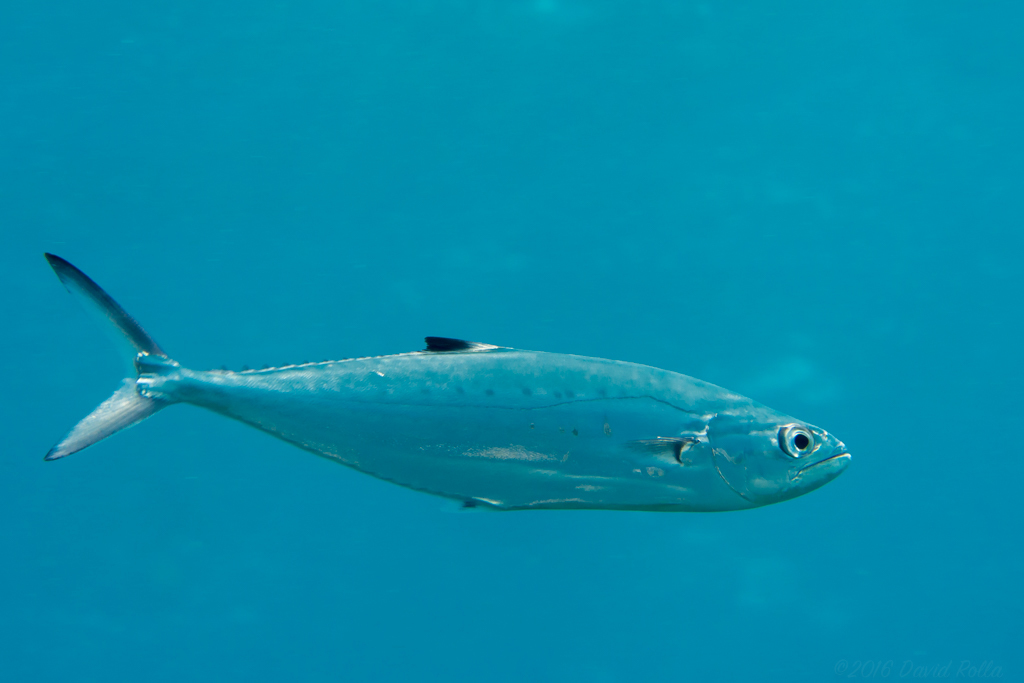 Doublespotted Queenfish