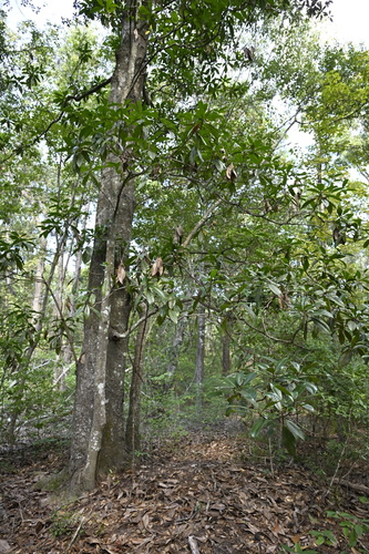 southern magnolia