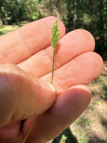 Indian Cupscale Grass