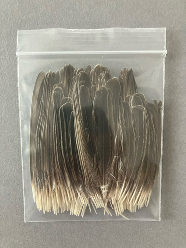 Plume de Gobemouche gris