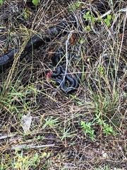 Coluber constrictor