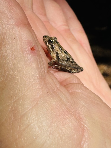 Southern Cricket Frog