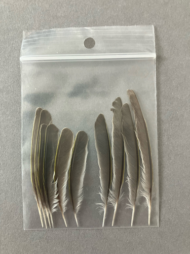 Plume de Pouillot siffleur