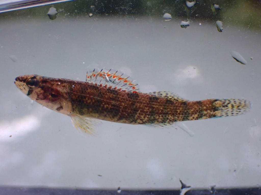 Coldwater Darter