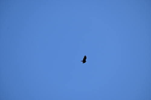 Turkey Vulture