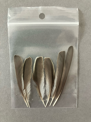 Plume de Bergeronnette printanière