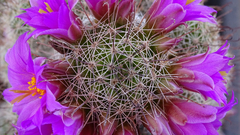 Mammillaria sheldonii