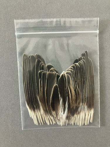 Plume de Tarier des prés
