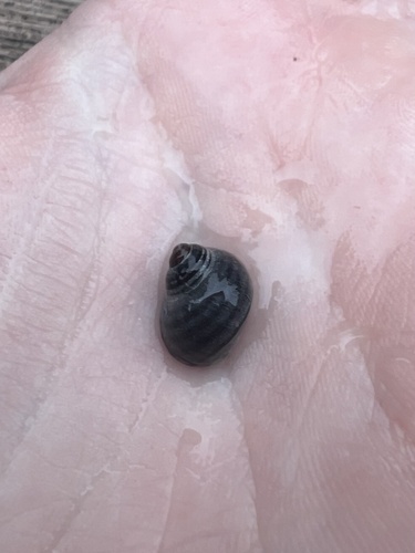Littorina sitkana observed 2026-09-29