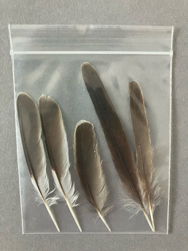 Plume de Pie-grièche à tête rousse