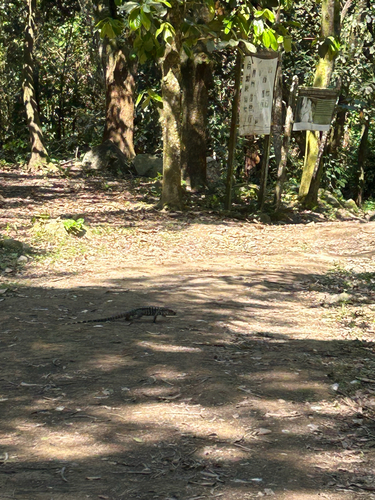 Argentine Black-and-white Tegu