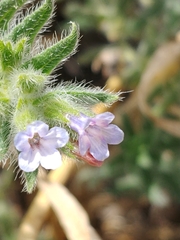 Alkanna strigosa