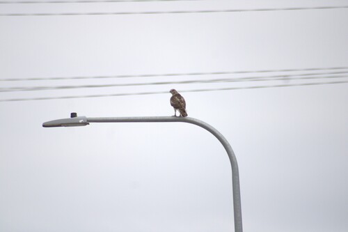Red-tailed Hawk