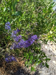 Ceanothus cyaneus