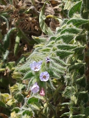 Alkanna strigosa