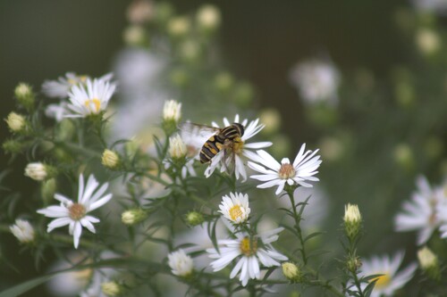 Narrow-headed Marsh Fly