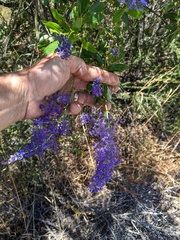 Ceanothus cyaneus
