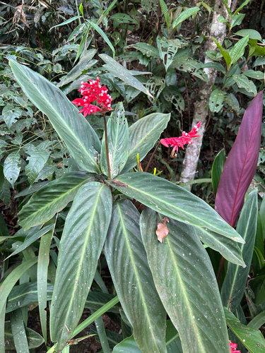 Stromanthe thalia