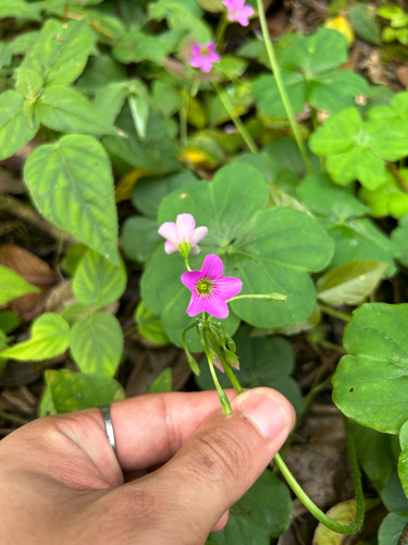 Largeflower pink-sorrel