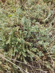 Alkanna strigosa