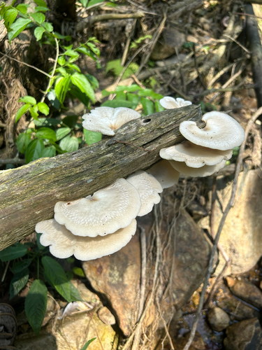 Favolus tessellatus