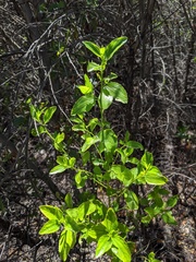 Ceanothus cyaneus