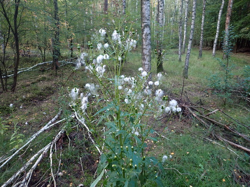 American burnweed