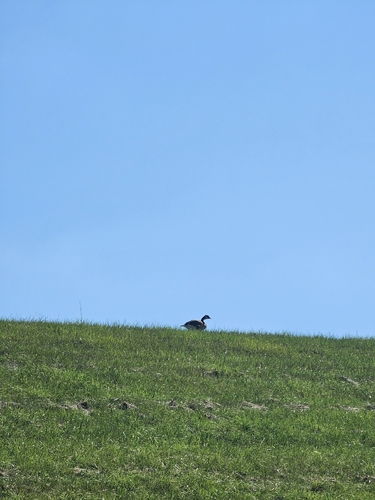 Canada Goose
