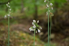 Allium siculum dioscoridis