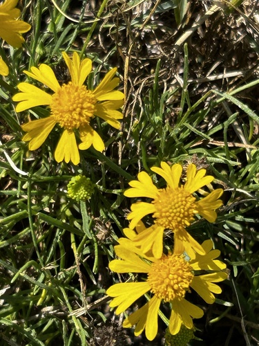 Bitterweed