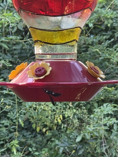Four-toothed Mason Wasp