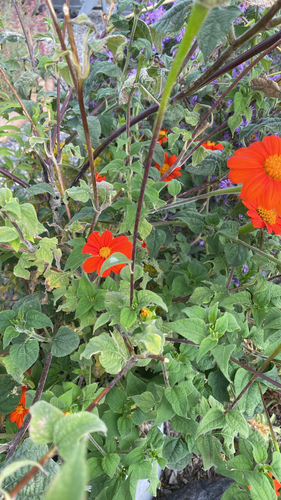 Red Sunflower