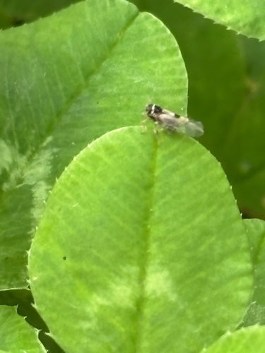 Delphacodes, 2026-09-29