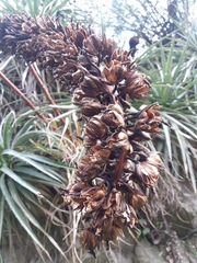 Puya aequatorialis