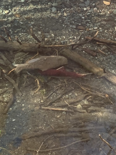 Sockeye Salmon