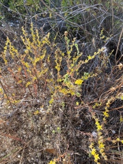 Dudleya multicaulis