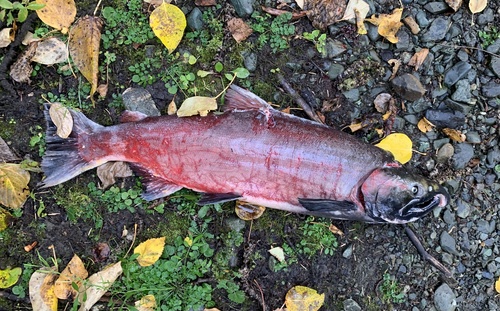 Coho Salmon