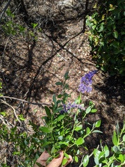 Ceanothus cyaneus