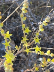 Dudleya multicaulis