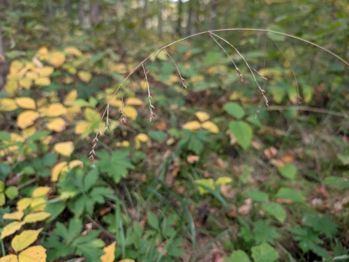 Festuca subverticillata observed 2026-09-28