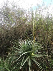 Puya aequatorialis
