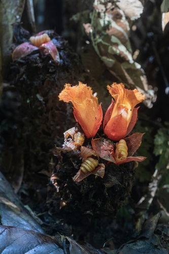 Parahellenia globosa