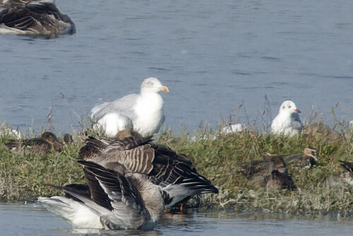 European Herring Gull