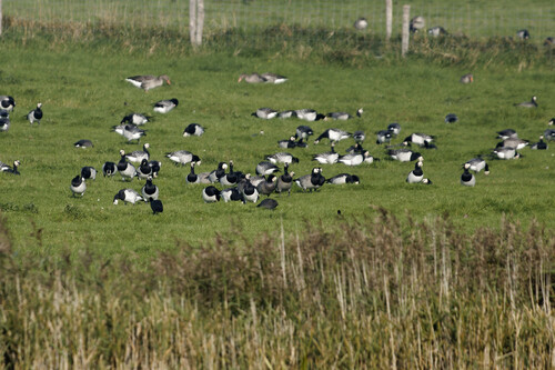 Barnacle Goose