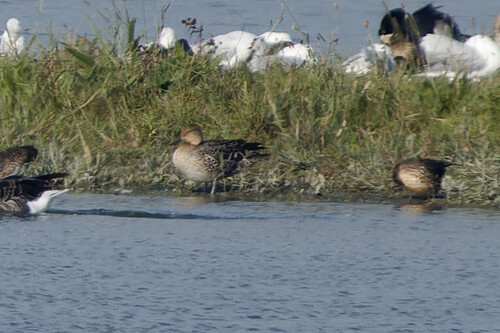 Northern Pintail