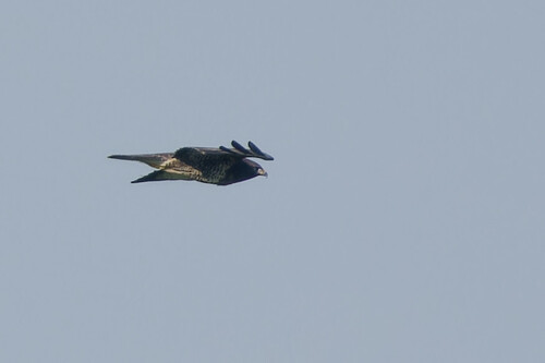 Common Buzzard