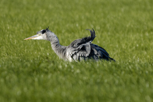 Grey Heron
